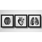 Set 3 Cuadros Anatomia Medico Corazón Cerebro Pulmón 33x33cm Marco Negro