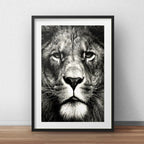 Cuadro León Blanco Y Negro Animales Decoracion Con Paspartú Marco Negro