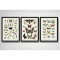 Set 3 Cuadros Mariposas Lepidópteros Entomología Laboratorio