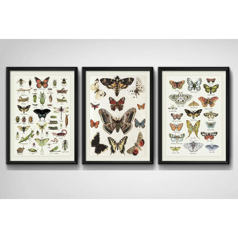 Set 3 Cuadros Mariposas Lepidópteros Entomología Laboratorio