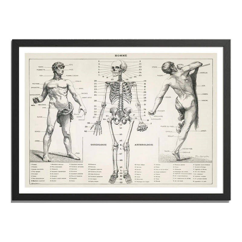 Cuadro Esqueleto Cuerpo Humano Médico Anatomia Clinica Marco Negro