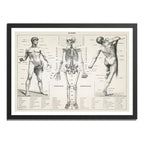 Cuadro Esqueleto Cuerpo Humano Médico Anatomia Clinica Marco Negro