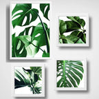 Set 4 Cuadros Hojas Plantas Monstera Botanico Br1 Decoracion