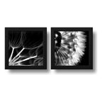 Set 2 Cuadros Flor Diente De Leon Blanco Y Negro Taraxacum