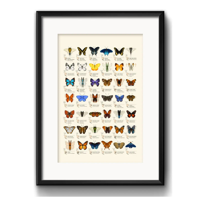 Cuadro Mariposas Lepidópteros Entomología Con Paspartú Marco Negro