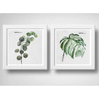Set 2 Cuadros Hojas Minimalista Eucalipto Monstera Plantas