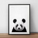 Cuadro Panda Blanco Y Negro Oso Animales Decoracion Paspartú Marco Negro
