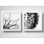 Set 2 Cuadros Flores Diente De Leon Blanco Y Negro Arte