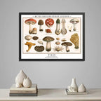 Cuadro Cucumelos Hongos Micología Fungi Biologia Decoracion Marco Negro