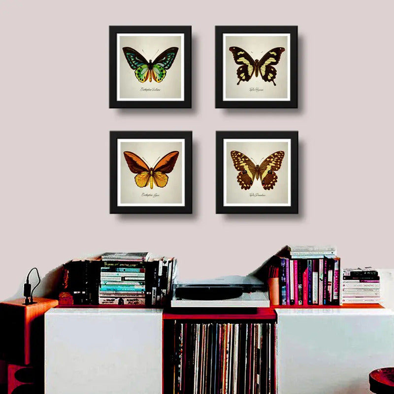 Set 4 Cuadros Mariposas Especies Entomología Arte Decoracion