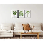 Set 3 Cuadros Palmeras Colección 2 Vintage Plantas Botanico Marco Negro