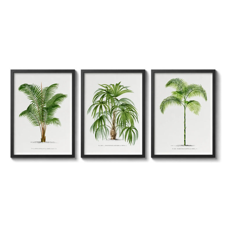 Set 3 Cuadros Palmeras Colección 2 Vintage Plantas Botanico Marco Negro