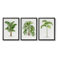 Set 3 Cuadros Palmeras Colección 2 Vintage Plantas Botanico Marco Negro