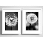 Set 2 Cuadros Diente De Leon Flores Blanco Y Negro Paspartú