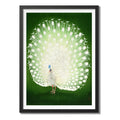 Cuadro Para Living Cocina Estudio Decoracion Moderna Green Ohara Koson Pavo Real Color Verde Con Marco Negro