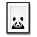 Cuadro Panda Blanco Y Negro Oso Animales Decoracion Paspartú Marco Negro