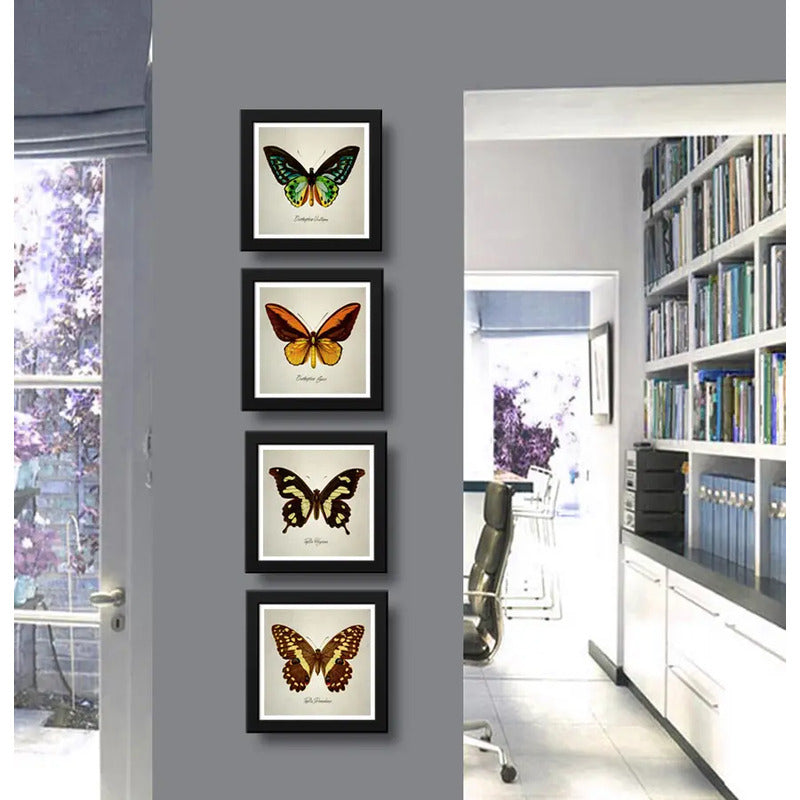 Set 4 Cuadros Mariposas Especies Entomología Arte Decoracion