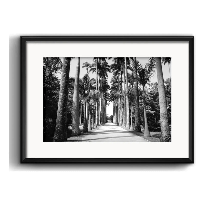 Cuadro Rio De Janeiro Fotos Blanco Negro Brs8 Con Paspartú Jardín Botánico Palmeras Con Marco Negro