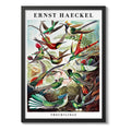 Cuadro Ernst Haeckel Biologia Zoologia Arte Lab Decoracion Trochilidae Picaflores Colibris Marco Negro