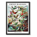Cuadro Ernst Haeckel Biologia Zoologia Arte Lab Decoracion Trochilidae Picaflores Colibris Marco Negro