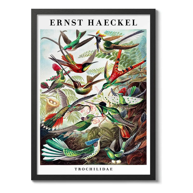 Cuadro Ernst Haeckel Biologia Zoologia Arte Lab Decoracion Trochilidae Picaflores Colibris Marco Negro