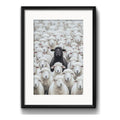 Cuadro Oveja Negra Black Sheep Rebaño 53x43cm Con Paspartú Marco Negro