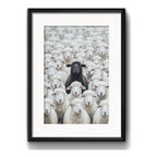 Cuadro Oveja Negra Black Sheep Rebaño 53x43cm Con Paspartú Marco Negro