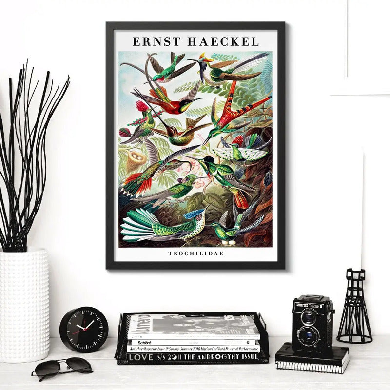 Cuadro Ernst Haeckel Biologia Zoologia Arte Lab Decoracion Trochilidae Picaflores Colibris Marco Negro