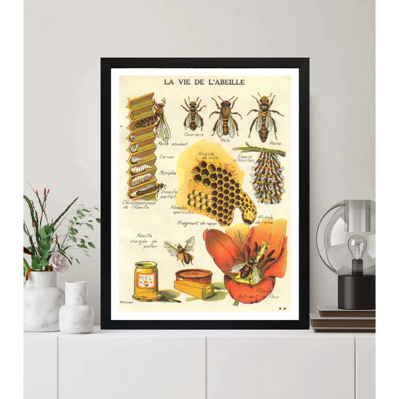 Cuadro La Vida De Una Abeja Miel Naturaleza Vintage Arte Marco Negro