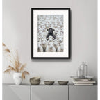 Cuadro Oveja Negra Black Sheep Rebaño 53x43cm Con Paspartú Marco Negro