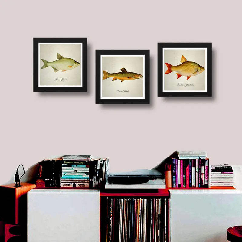 Set 3 Cuadros Peces Especies Biologia Pesca Arte Decoracion