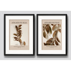 Set 2 Cuadros Living Tonos Marron Hojas 53x43cm Con Paspartu Marco Negro