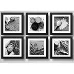Set 6 Cuadros Agronegocios Soja Arroz Maíz Café Trigo 33x33 Marco Negro
