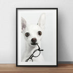 Cuadro Chihuahua Perro Gafas Mascota Decoracion Con Paspartú Marco Negro
