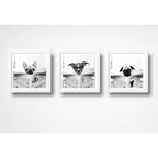 Set 3 Cuadros Perro Baño Decoracion Mascotas Pet Veterinaria