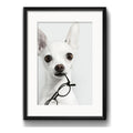 Cuadro Chihuahua Perro Gafas Mascota Decoracion Con Paspartú Marco Negro