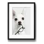 Cuadro Chihuahua Perro Gafas Mascota Decoracion Con Paspartú Marco Negro