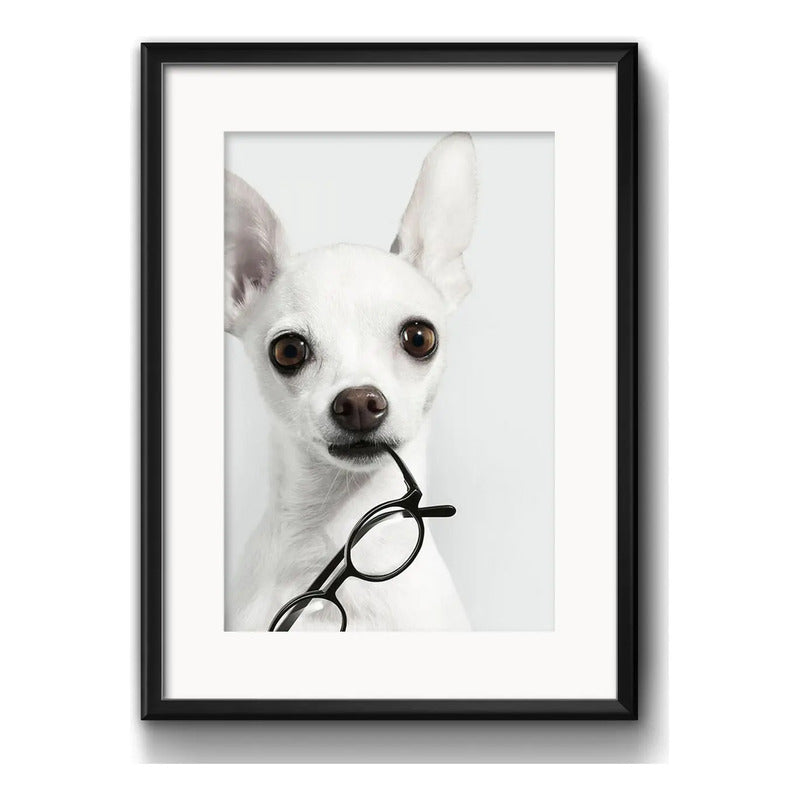 Cuadro Chihuahua Perro Gafas Mascota Decoracion Con Paspartú Marco Negro