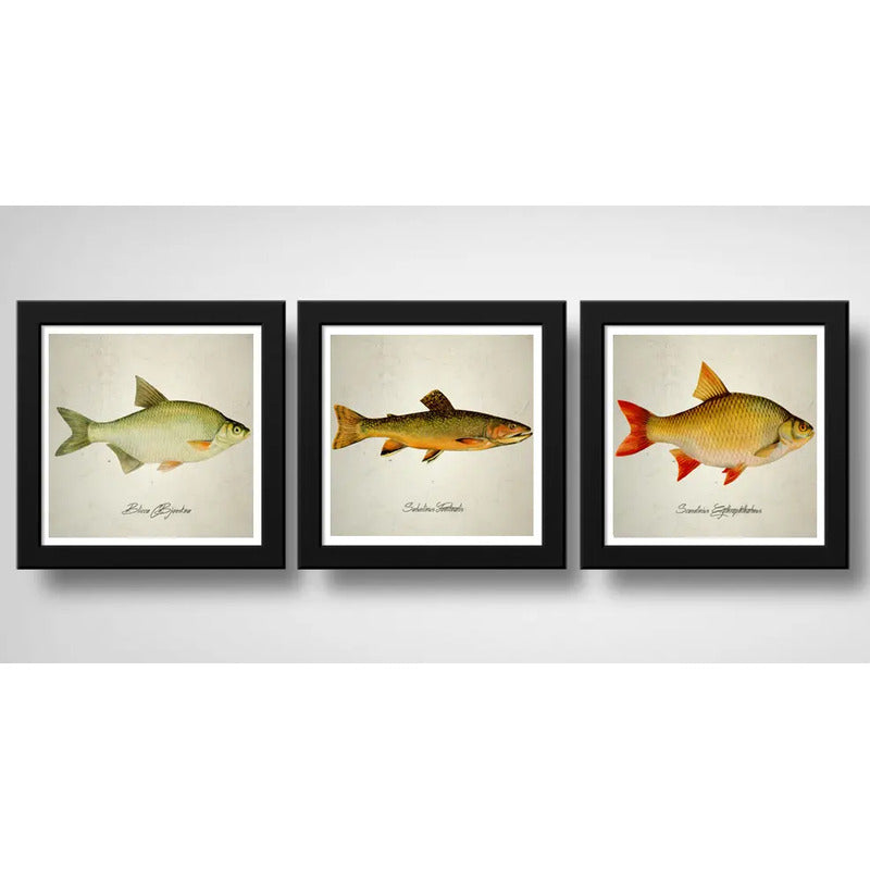 Set 3 Cuadros Peces Especies Biologia Pesca Arte Decoracion