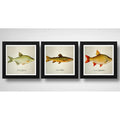 Set 3 Cuadros Peces Especies Biologia Pesca Arte Decoracion