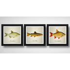 Set 3 Cuadros Peces Especies Biologia Pesca Arte Decoracion