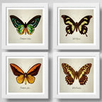 Set 4 Cuadros Mariposas Especies Entomología Arte Decoracion