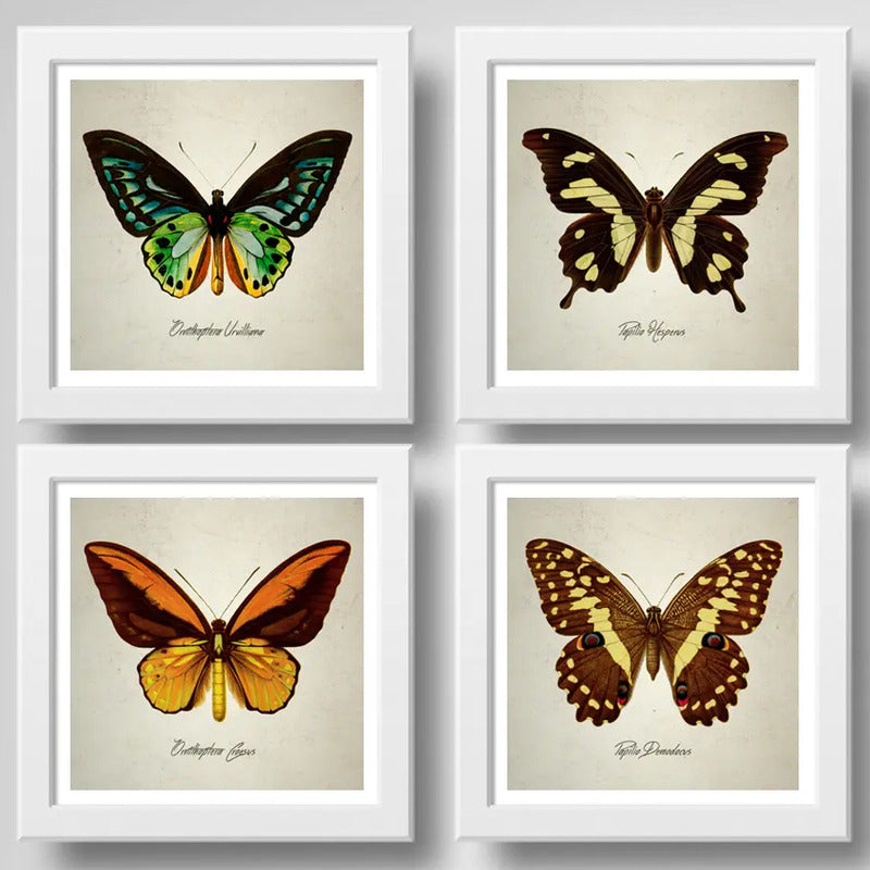 Set 4 Cuadros Mariposas Especies Entomología Arte Decoracion