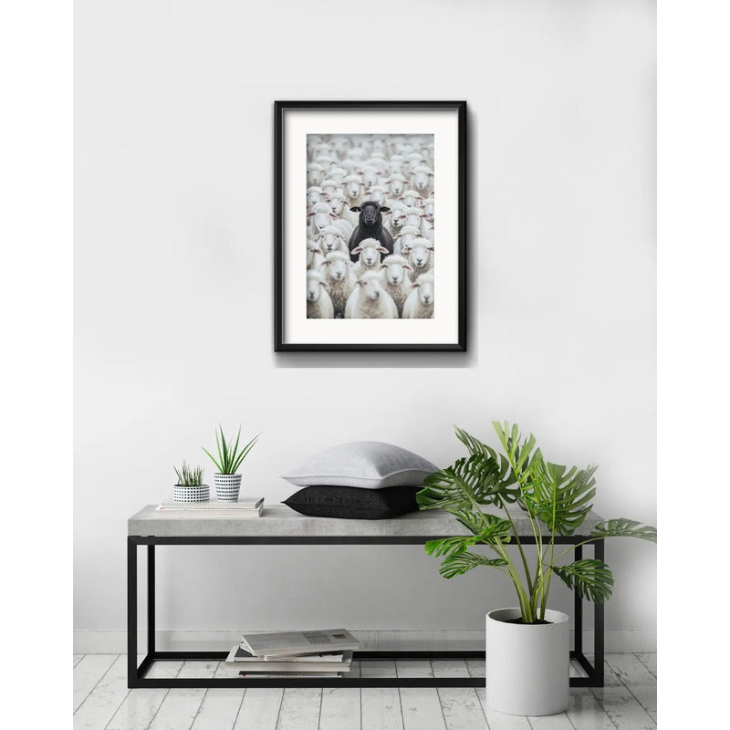 Cuadro Oveja Negra Black Sheep Rebaño 53x43cm Con Paspartú Marco Negro
