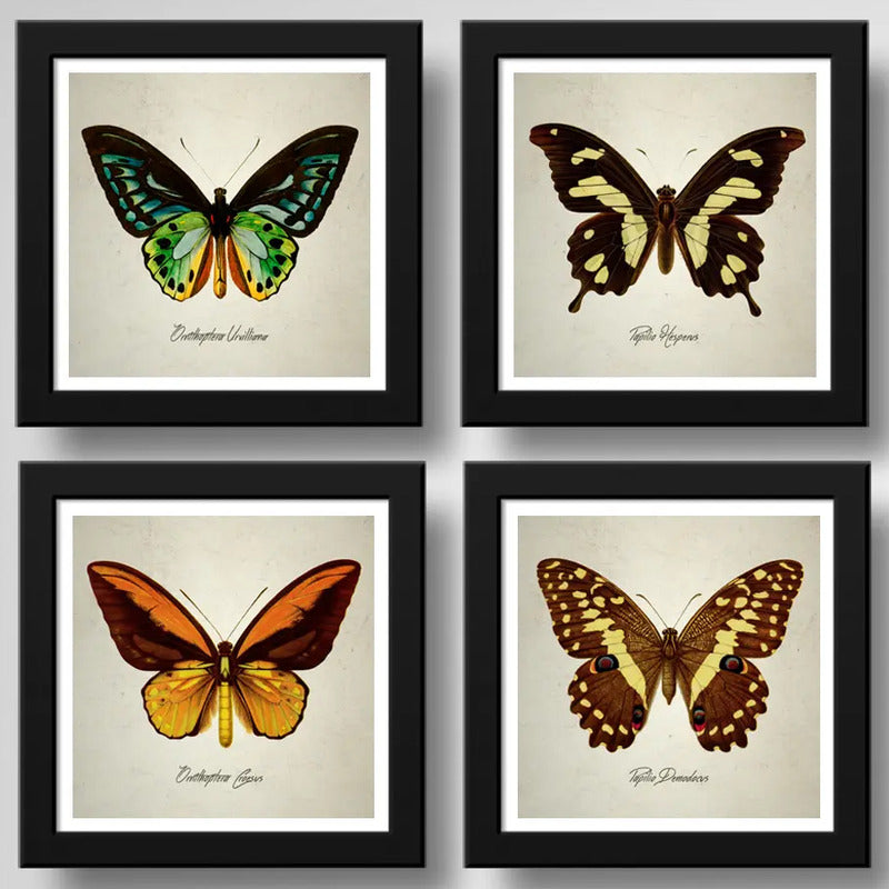 Set 4 Cuadros Mariposas Especies Entomología Arte Decoracion