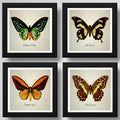 Set 4 Cuadros Mariposas Especies Entomología Arte Decoracion
