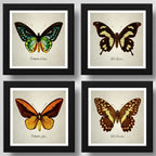 Set 4 Cuadros Mariposas Especies Entomología Arte Decoracion