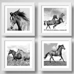 Set 4 Cuadros Caballos Decoracion Hogar Granja Equitacion
