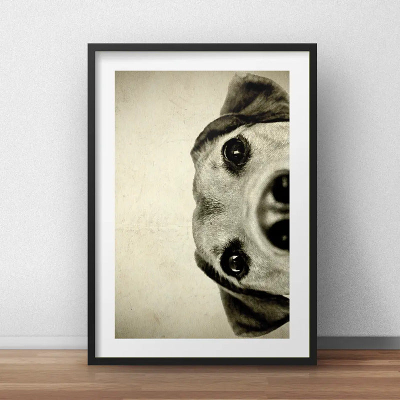 Cuadro Perro Mestizo Mascota Pet Decoracion Con Paspartú Marco Negro