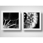 Set 2 Cuadros Flor Diente De Leon Blanco Y Negro Taraxacum
